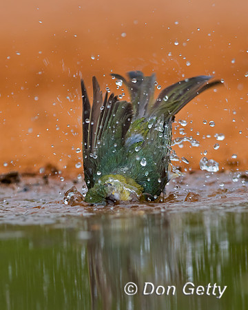 Painted Bunting
