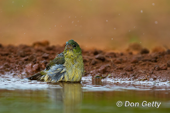 Painted Bunting