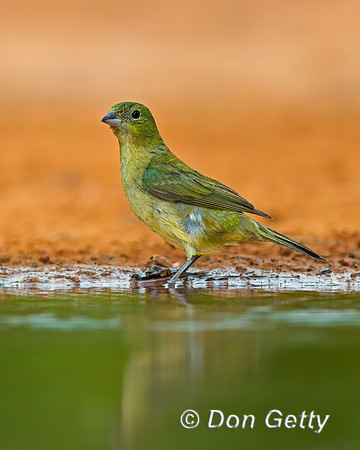 Painted Bunting