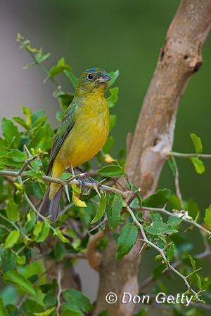 Painted Bunting