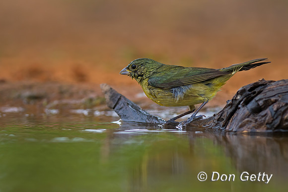 Painted Bunting