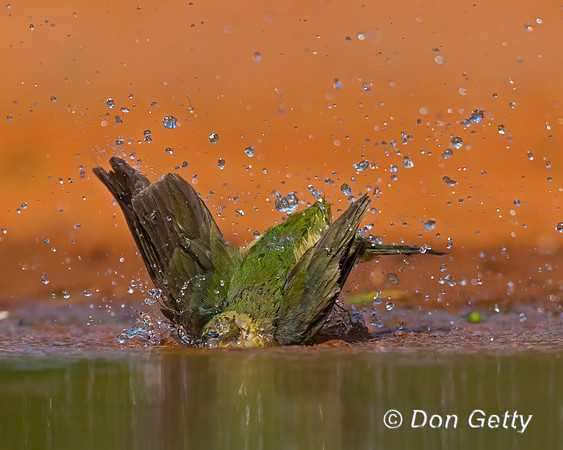 Painted Bunting