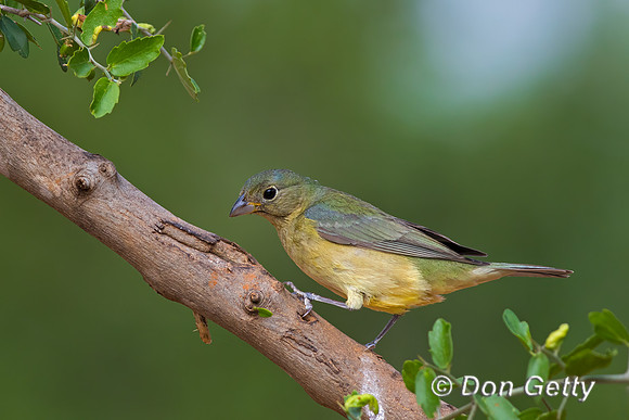 Painted Bunting