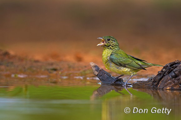 Painted Bunting