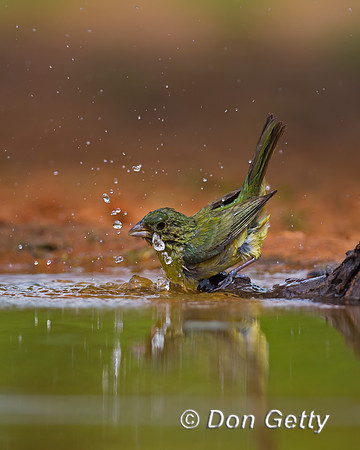 Painted Bunting