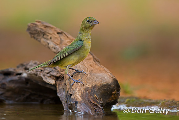 Painted Bunting
