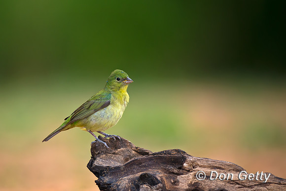 Painted Bunting