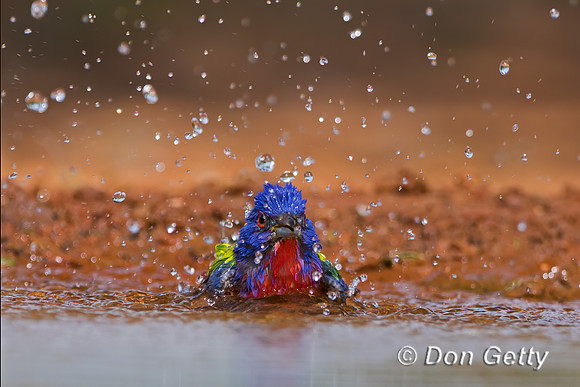 Painted Bunting