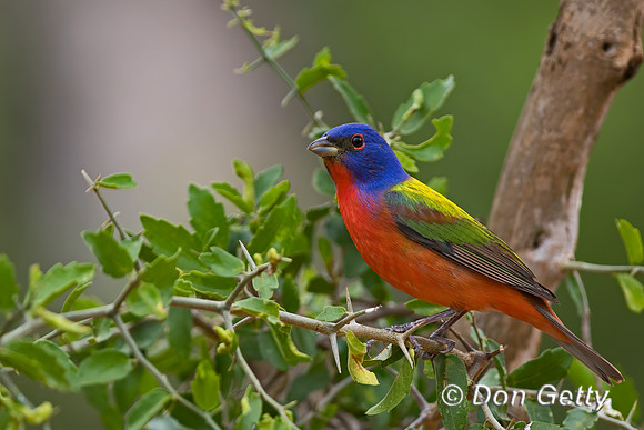 Painted Bunting