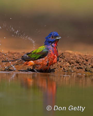Painted Bunting