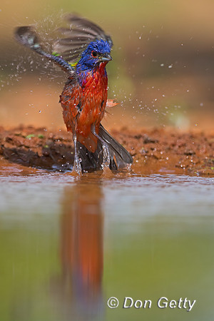 Painted Bunting