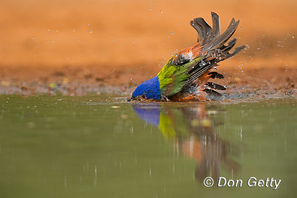 Painted Bunting
