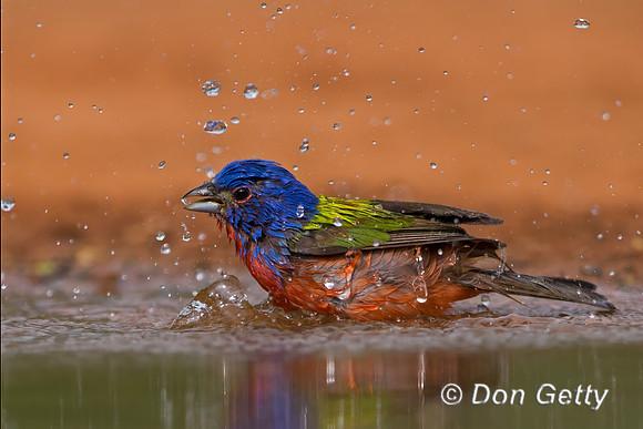 Painted Bunting