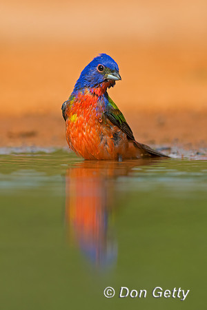 Painted Bunting