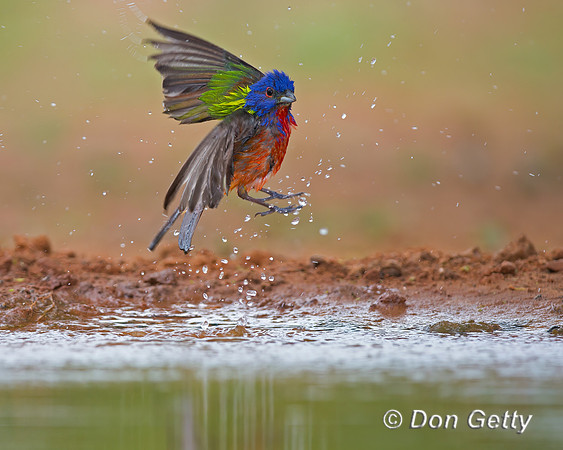 Painted Bunting