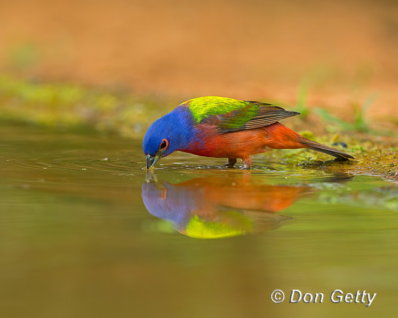 Painted Bunting
