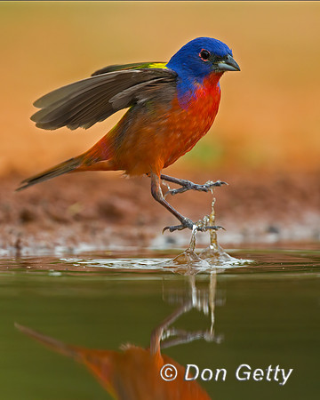 Painted Bunting