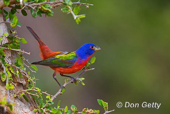 Painted Bunting