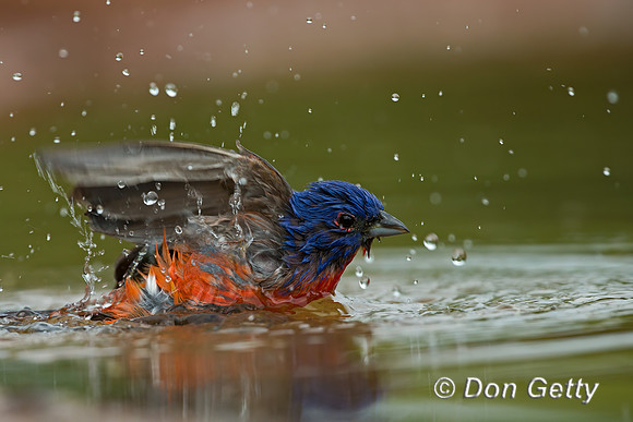 Painted Bunting