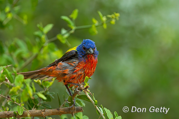 Painted Bunting