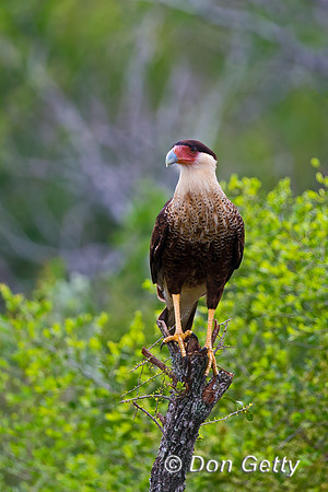 Crested Caracara