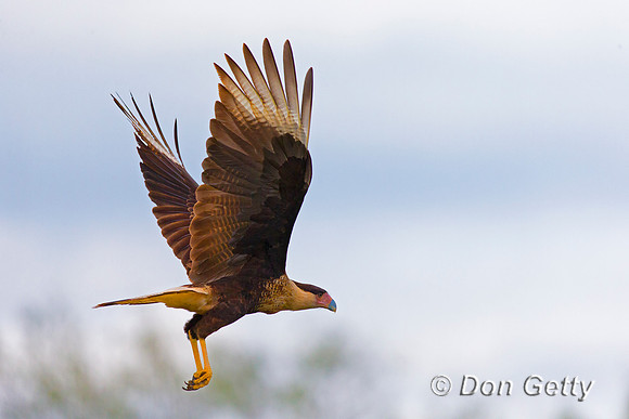 Crested Caracara