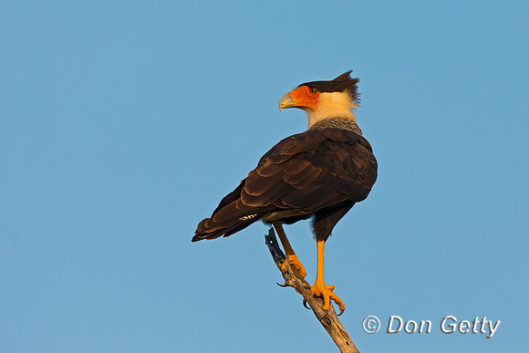 Crested Caracara