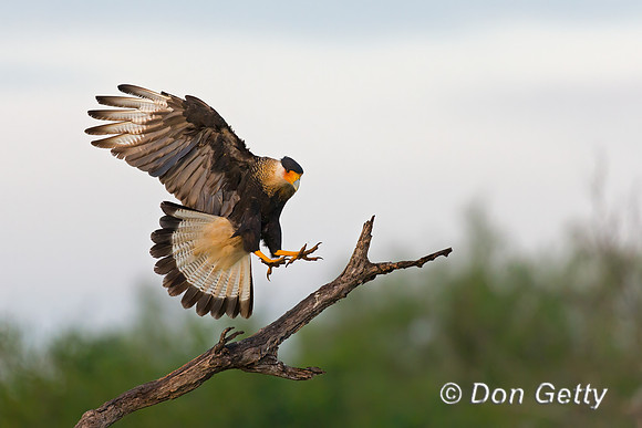 Crested Caracara