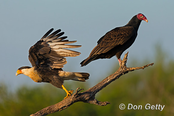 Crested Caracara