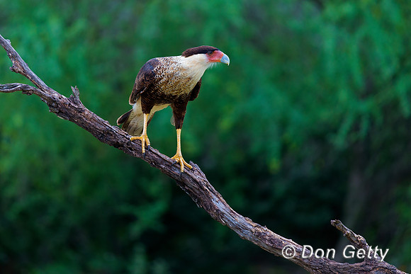 Crested Caracara