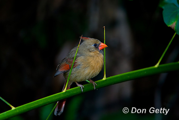 Northern Cardinal