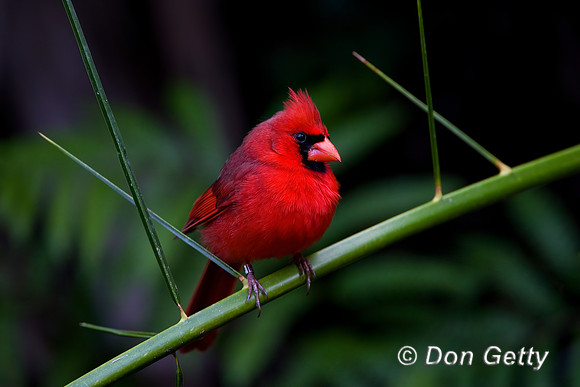 Northern Cardinal