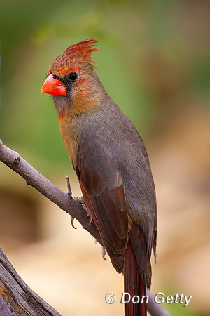 Northern Cardinal