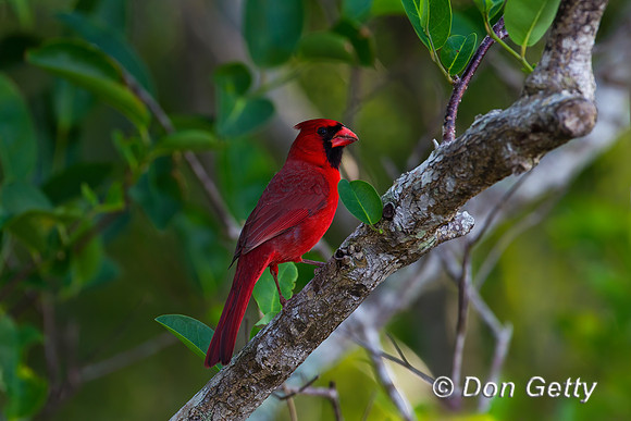 Northern Cardinal