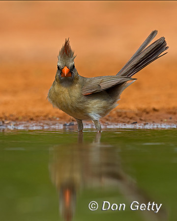 Northern Cardinal