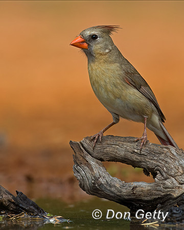 Northern Cardinal