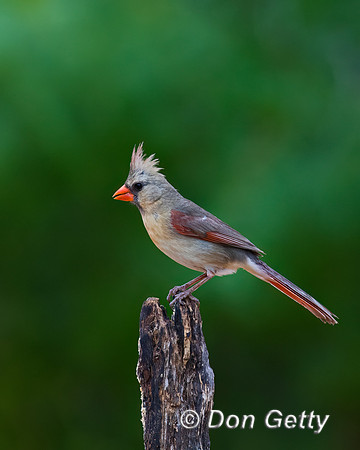 Northern Cardinal