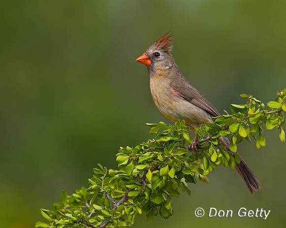 Northern Cardinal