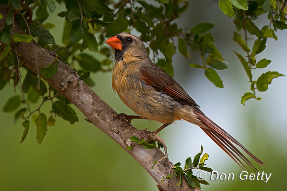 Northern Cardinal