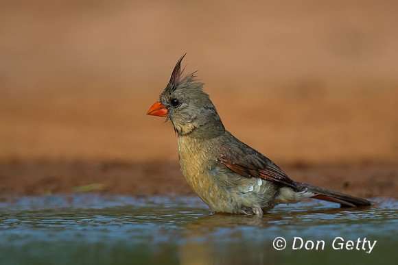 Northern Cardinal