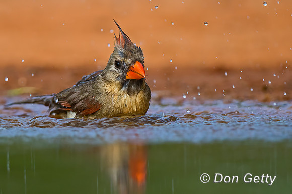 Northern Cardinal