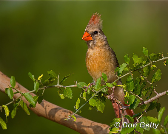 Northern Cardinal