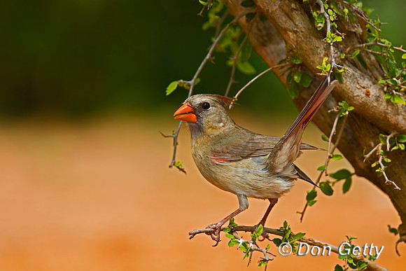 Northern Cardinal