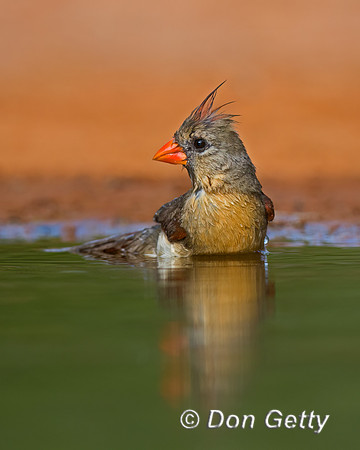 Northern Cardinal