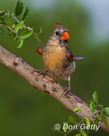Northern Cardinal