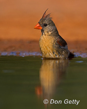 Northern Cardinal