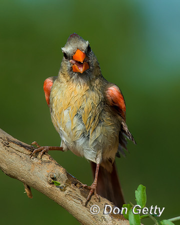 Northern Cardinal