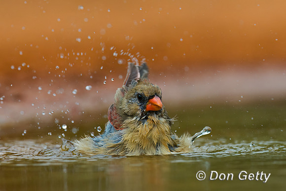 Northern Cardinal