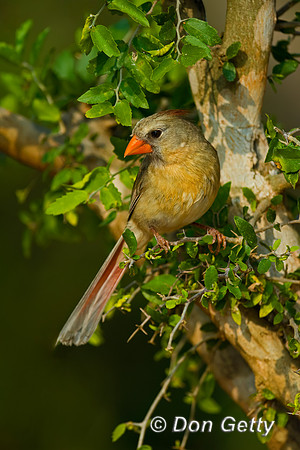 Northern Cardinal