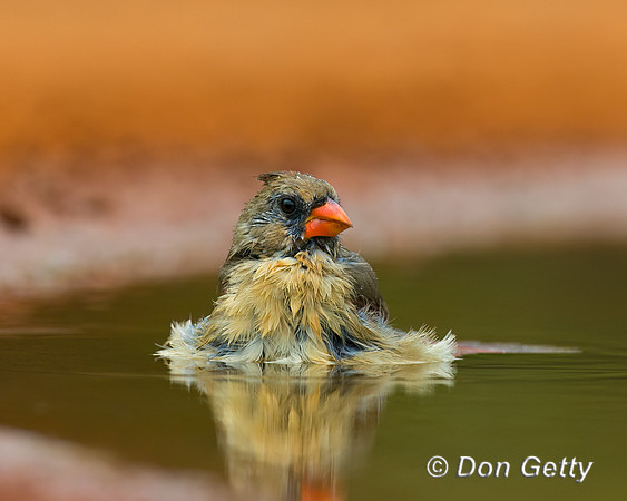 Northern Cardinal